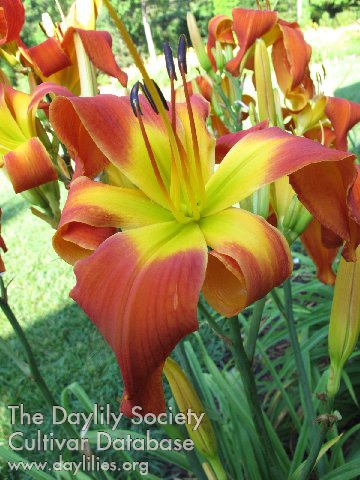 Daylily Exhausted Rooster